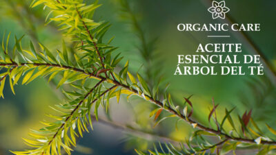 sorprendentes beneficios del aceite del arbol del te